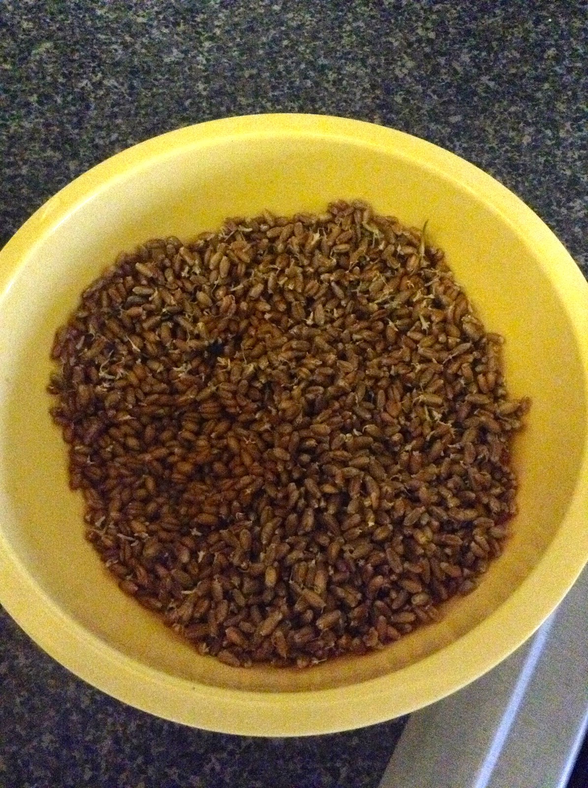 eat clean with sam how to grow your own wheat grass