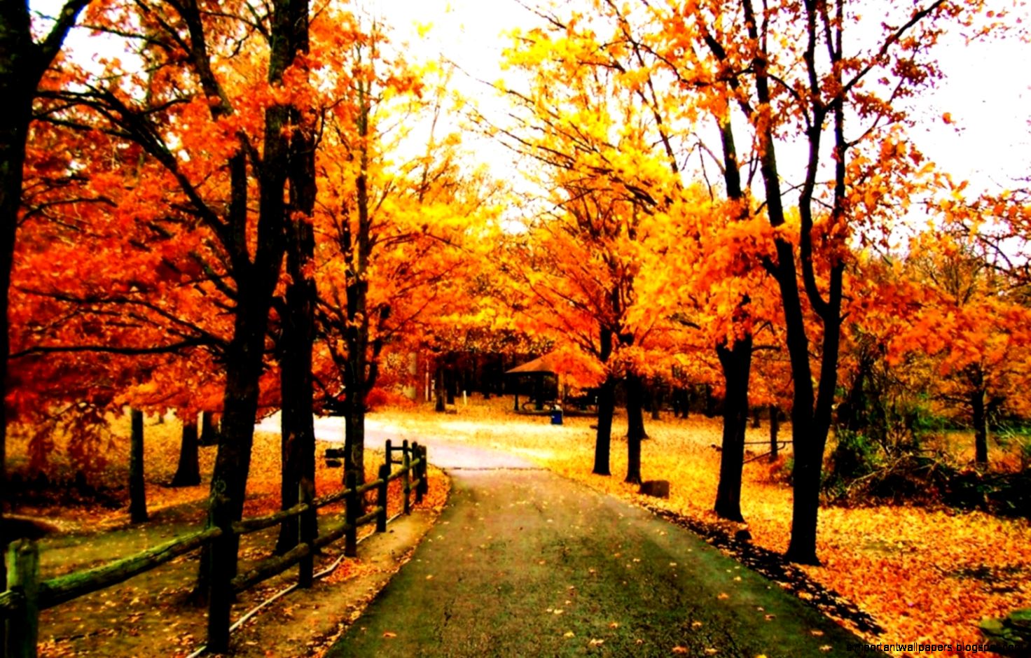 Beautiful Colored Trees HD Images Beautiful Colored Trees HD Images
