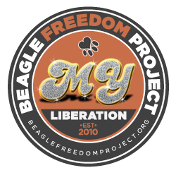 Beagle Freedom Project!