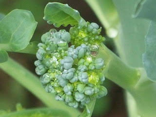 Our Daily Green's Broccoli