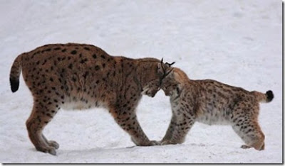 Lover Animals kissing