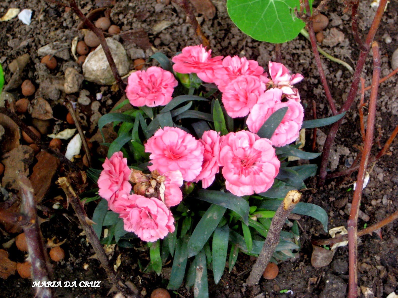 " AS MINHAS FLORES": Cravos