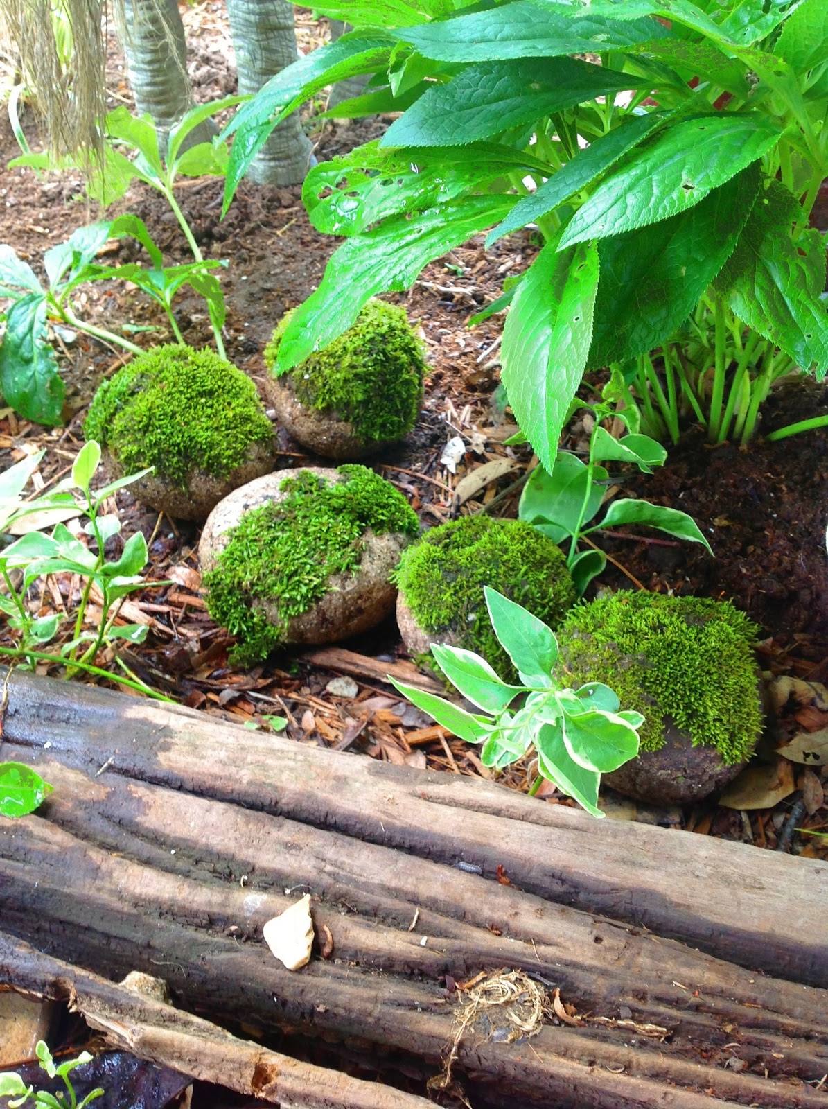 glenda's World How to make mossballs