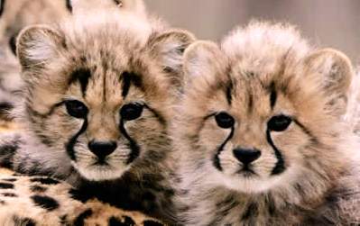 Animals Plants Rainforest: Baby cheetah facts and information