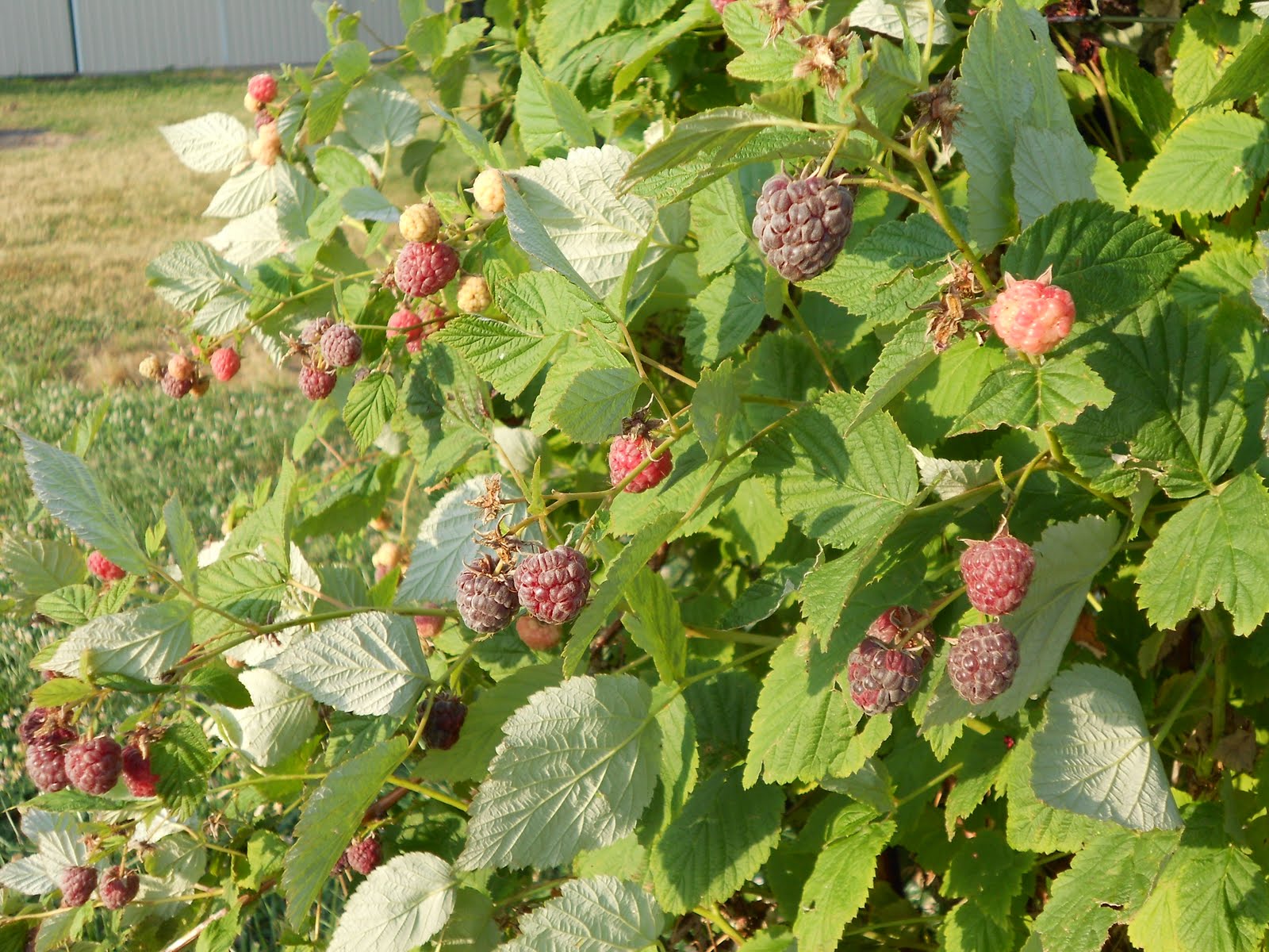 Brenda's Berries & Orchards Mulching Blackberries and Raspberries