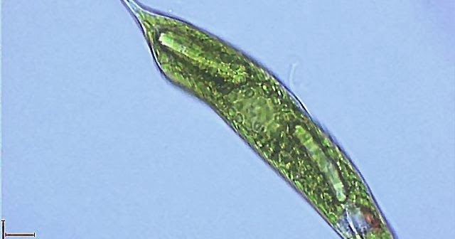 Definition of Kingdom Protista