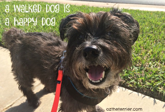 Oz the Terrier 5 Reasons to Walk Your Dog #WalkYourPetMonth