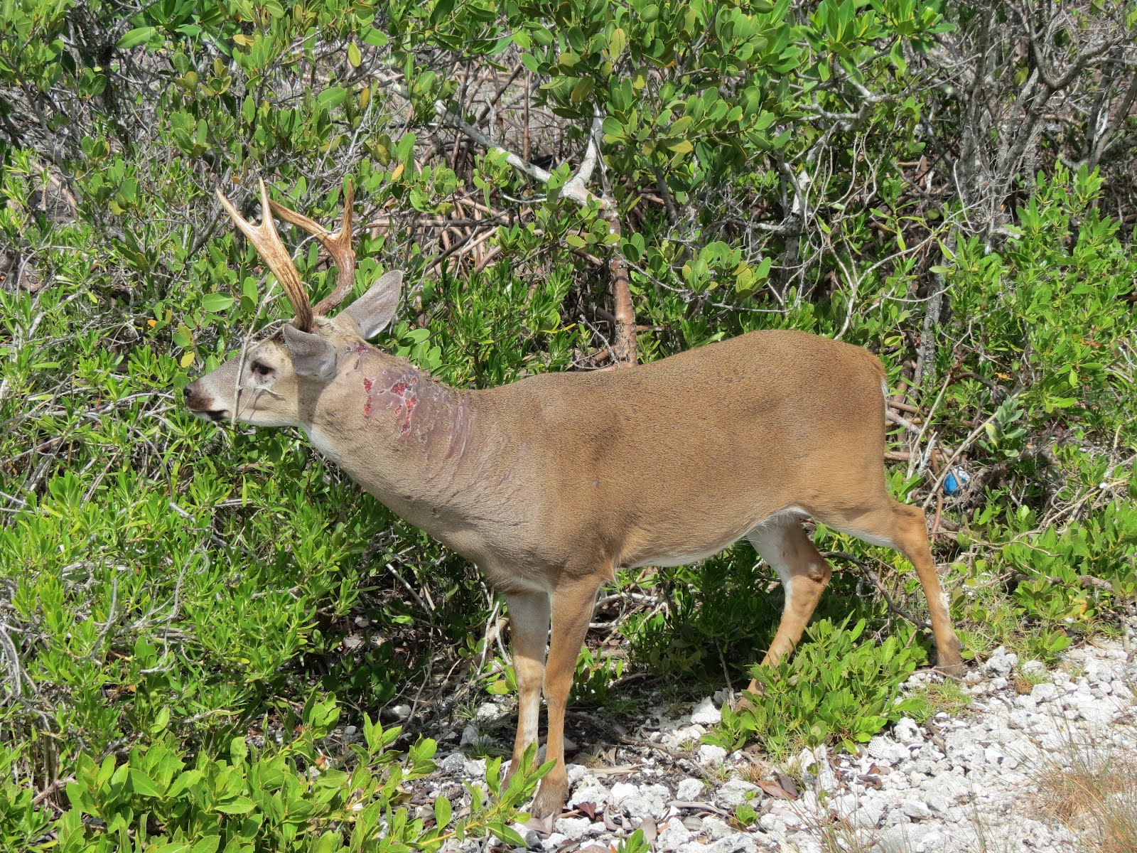 Key Deer