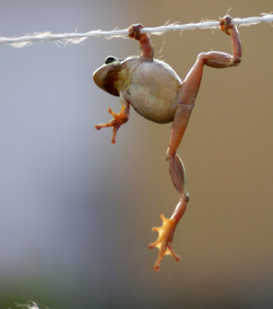 froggie%2Bhanging%2Bon%2Bby%2Bstring.png