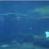 Concerning Belugas: Swimming the Circuit (Captain Nemo)