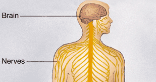 # 86 The human nervous system | Biology Notes for IGCSE 2014