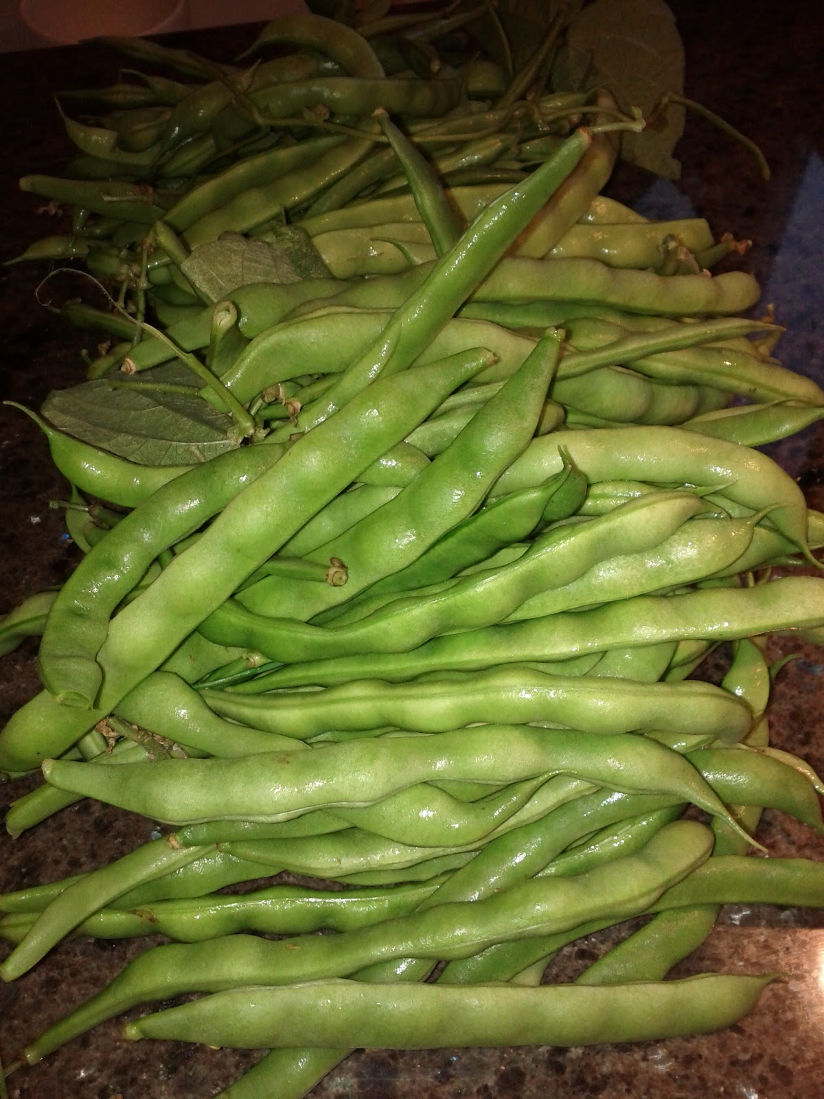 Green Bean Harvest 2011