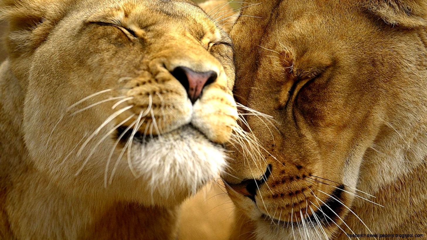 Animals Love 6979217 Animals Love 6979217