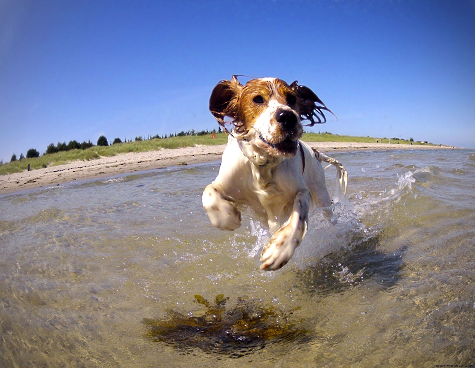 Dogs Jumping On the Beach Dogs Jumping On the Beach