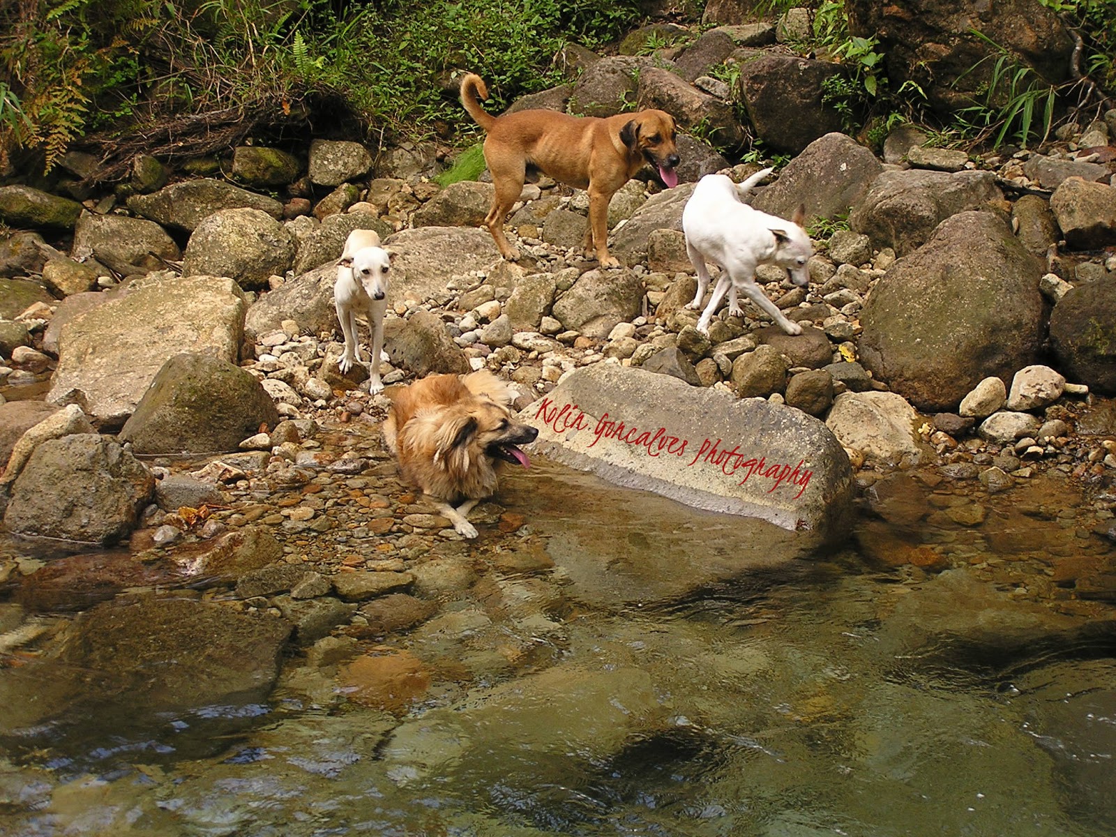 Kolin's Travels Poop Face and Friends Visit the Boiling Lake