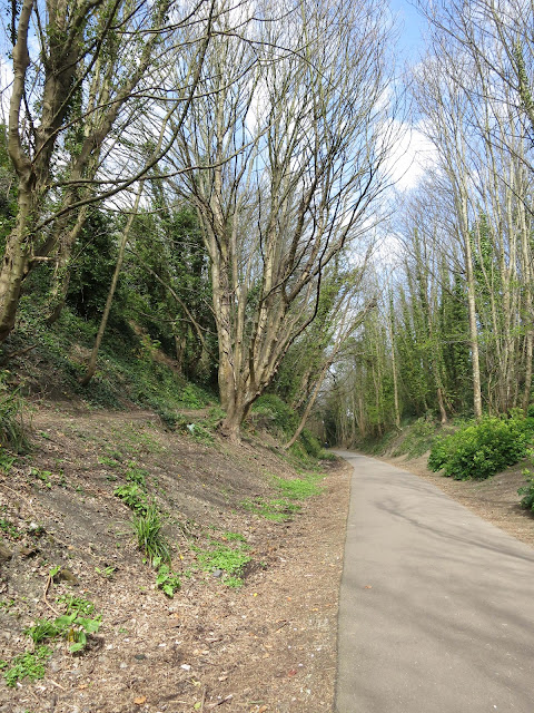 Metalled path through sycamore woods in spring before leaf buds burst.