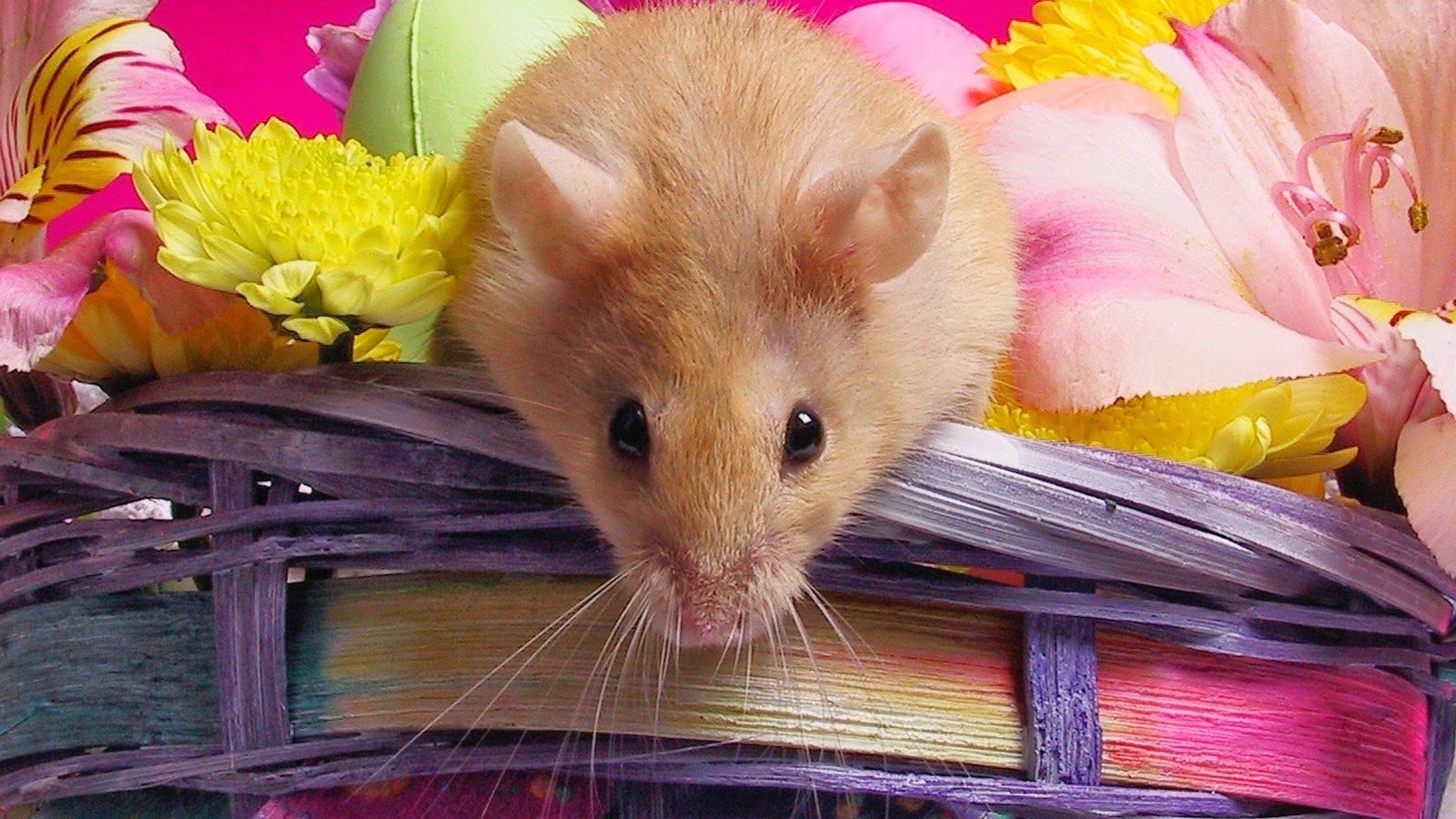 Hamster Wallpapers HD - Beautiful wallpapers collection 2014