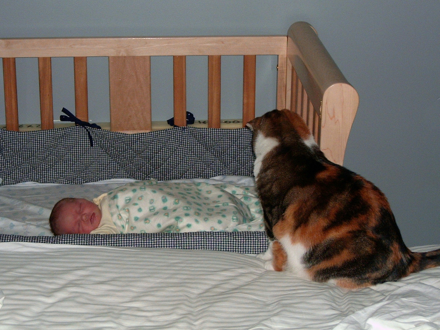 The Best Time To Plant A Tree... Frugal Family Times