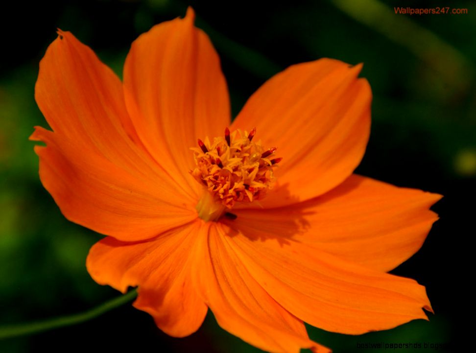 free orange flowers with free orange flowers with