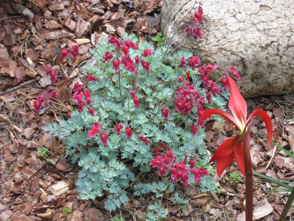 Burning Heart Dicentra