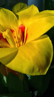 Flowering Tulip