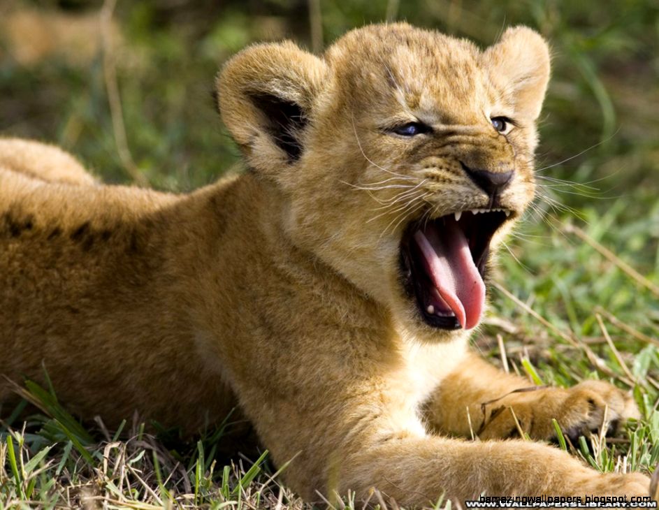 baby lion  love hot wallpapers baby lion  love hot wallpapers
