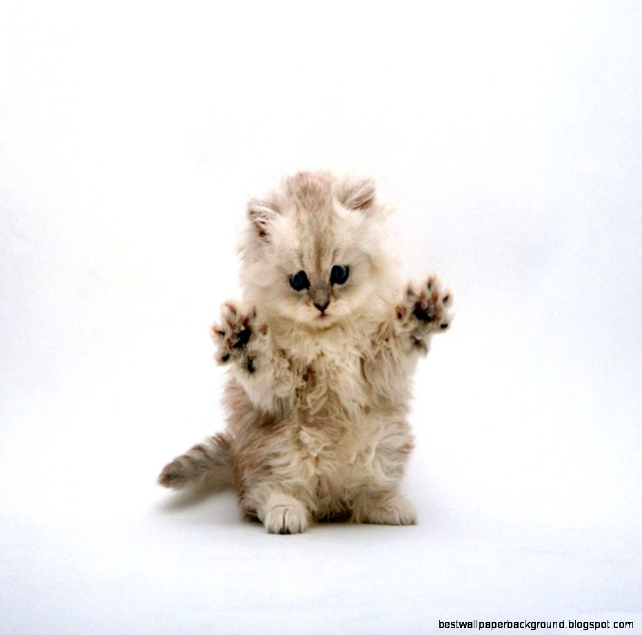 30 Best Cute Wallpapers 30 Best Cute Wallpapers