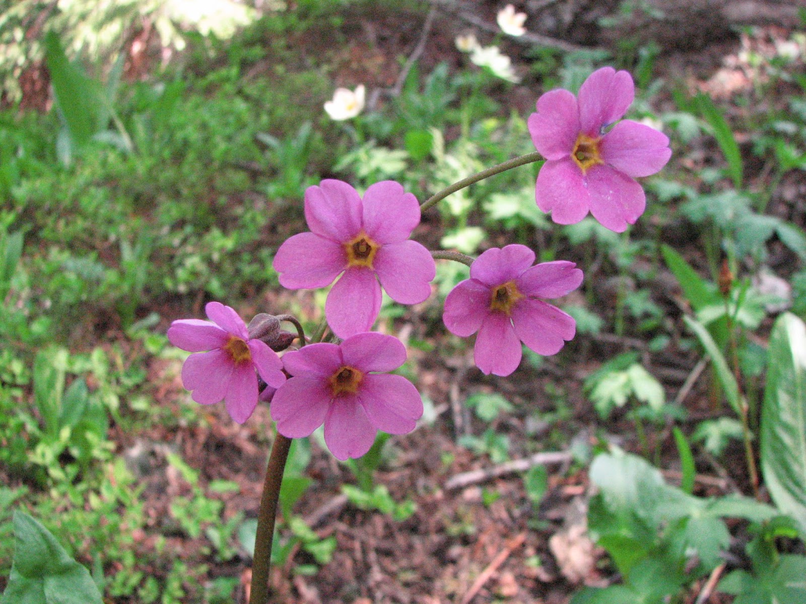 What's Growing in Colorado A Primrose by Any Other Name