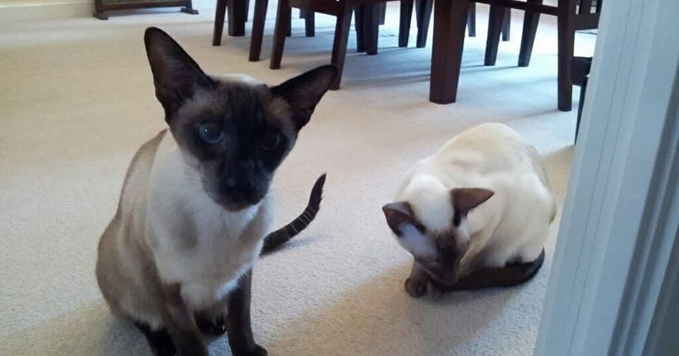 Carpet & Rug Repair Pet Damage. Carpet & Rug Repair Service for Pet