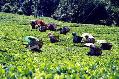 Darjeeling Tea Plantations