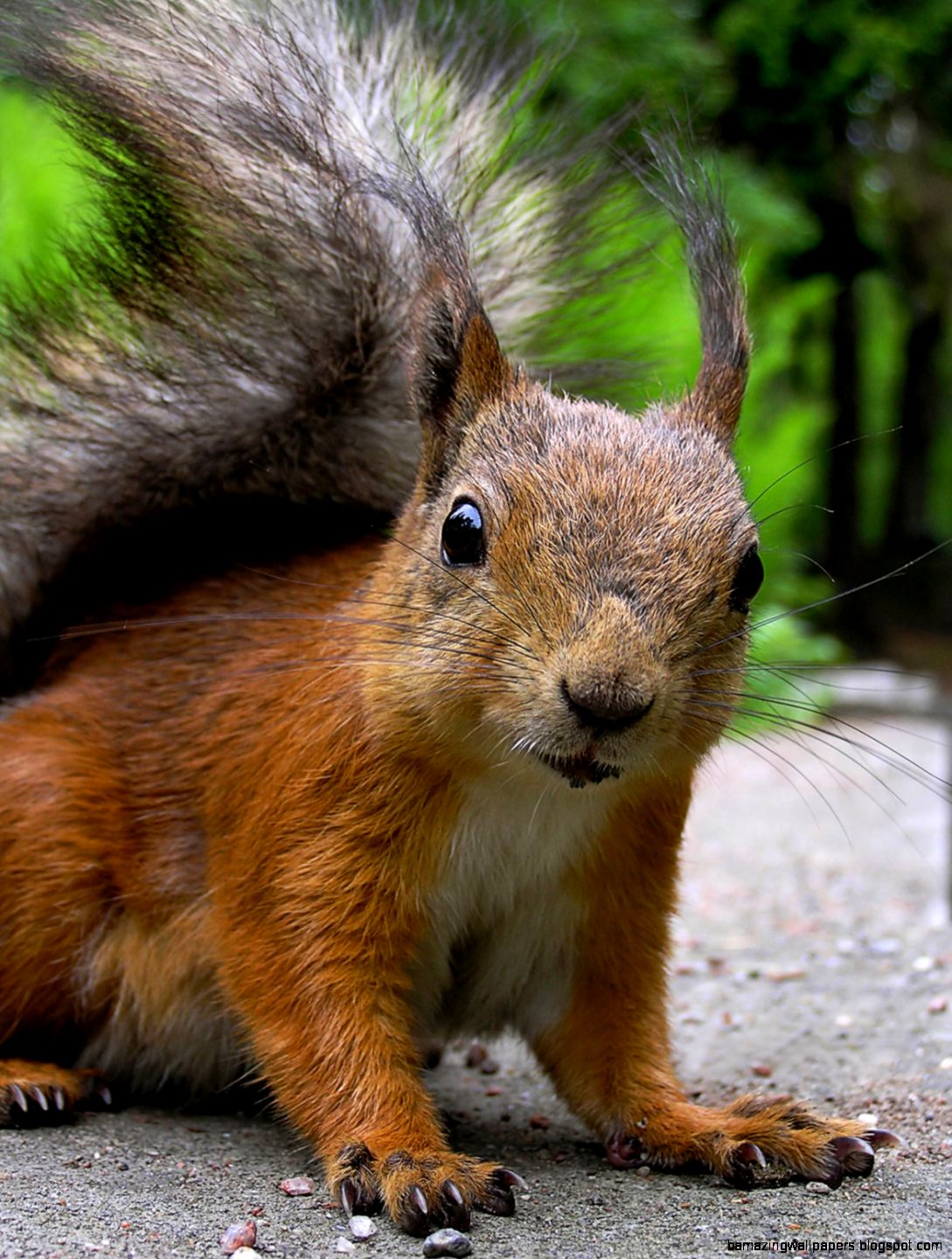 Maryland Wildlife Control Animal Removal Maryland Wildlife Control Animal Removal