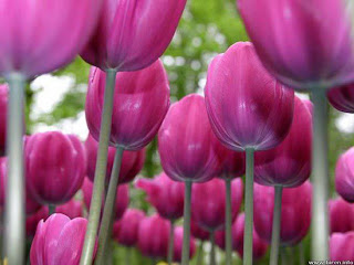 Tulipanes morados