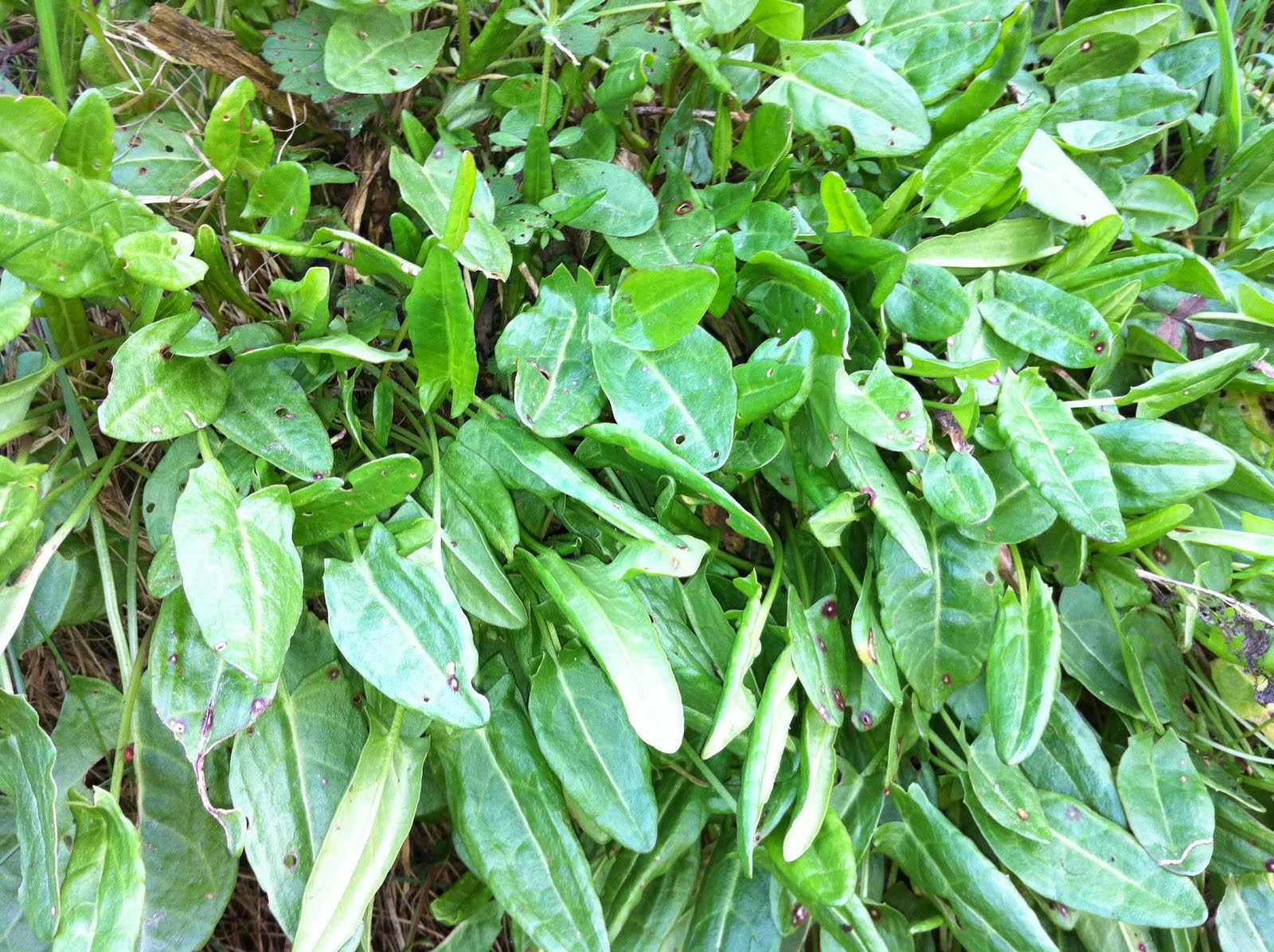 Garden Sorrel