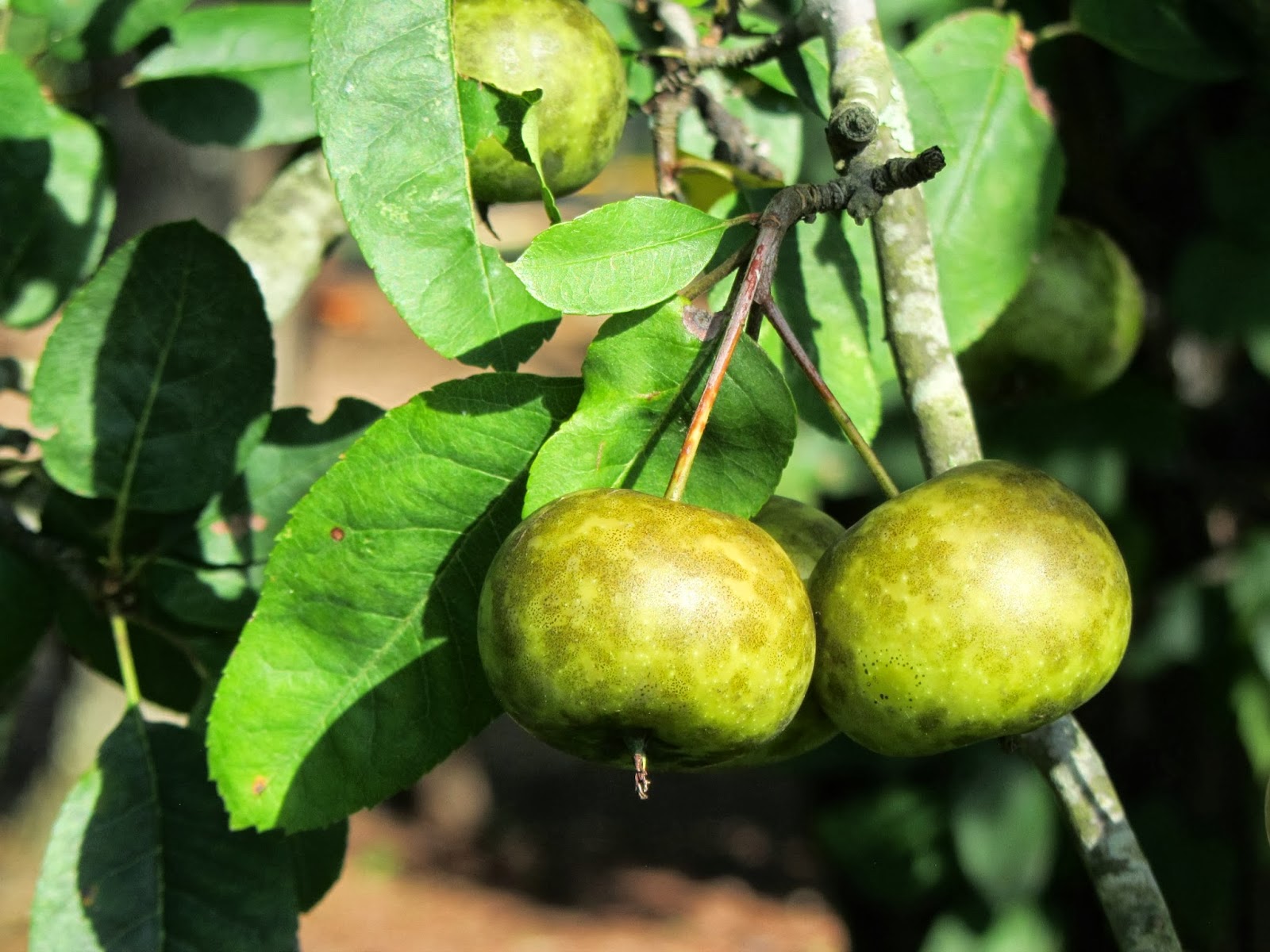 Using Native Plants November 2013