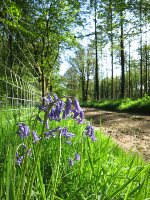 Bluebells between fence and path with straight-trunked trees