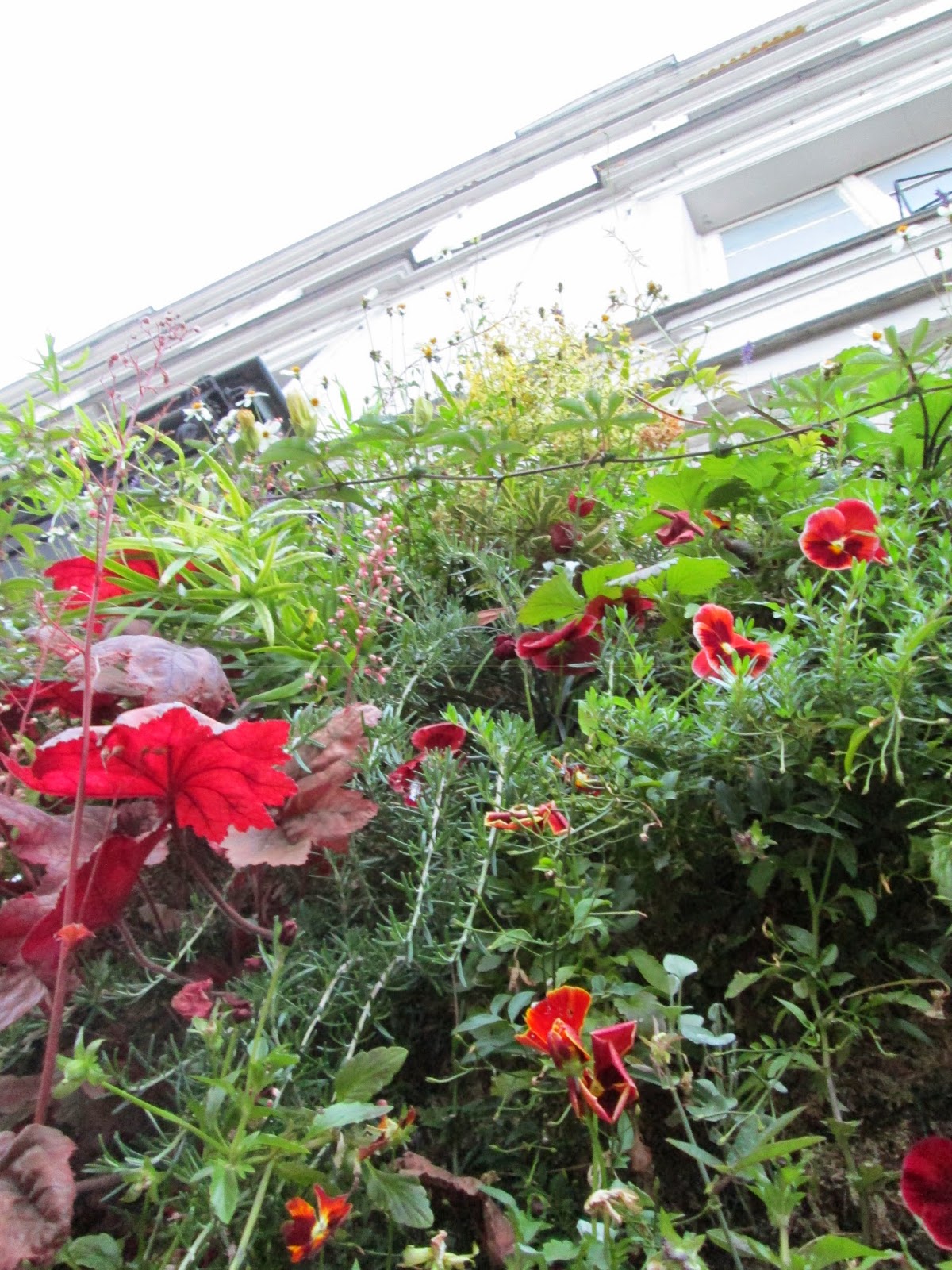 Wall Garden on a Tiny Shop