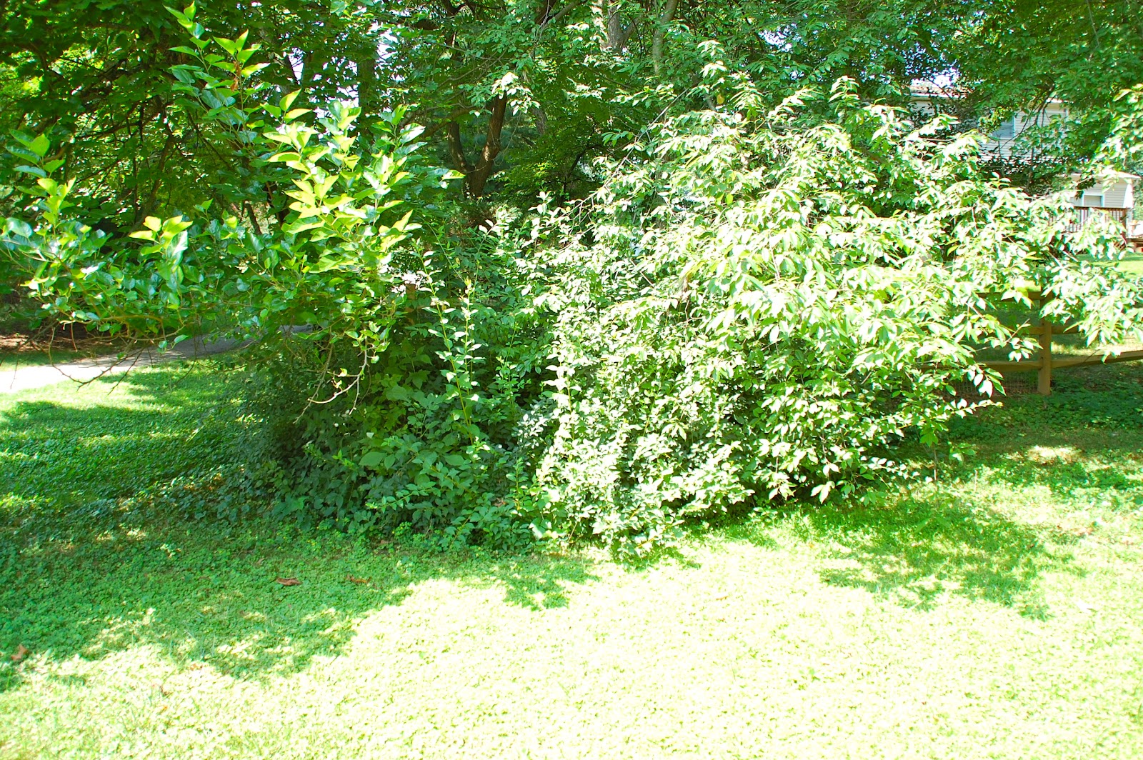 Melissa's Life - Life After 42: Remember all that landscaping?