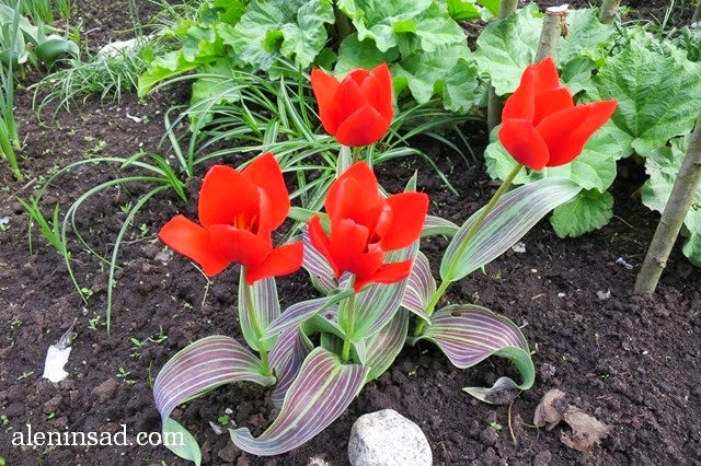 сорта тюльпанов, тюльпан, аленин сад, весенние луковичные, Toronto, красный тюльпан, с полосатыми листьями