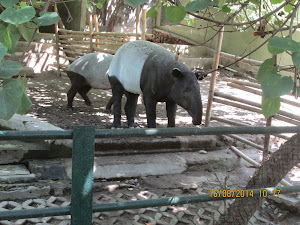 Asian Tapir at "Gembira Loka Zoo" in Yogyakarta.