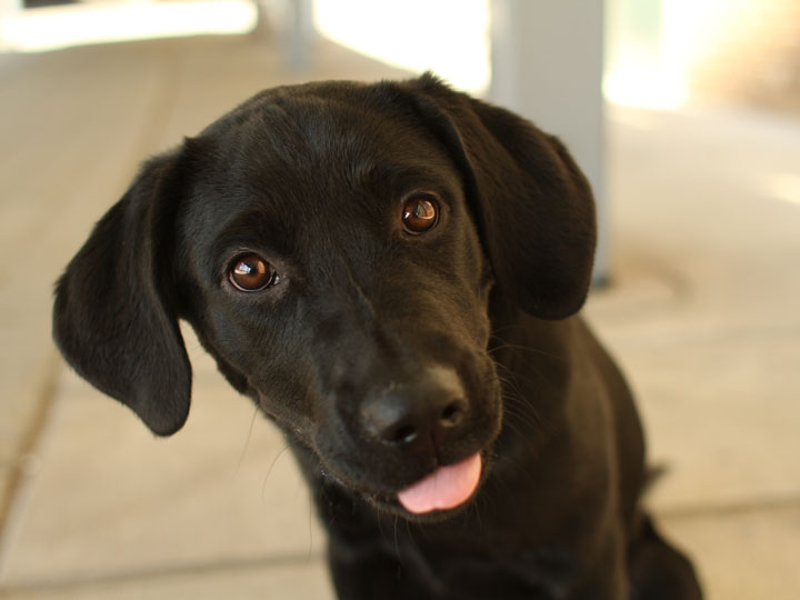 Chloe Black Labrador Retriever mix