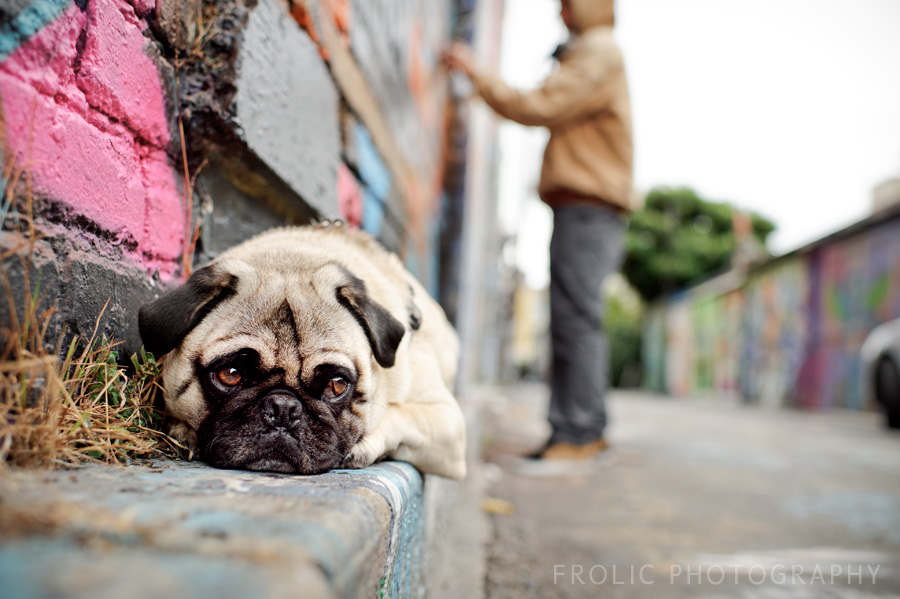 Pancake Pug