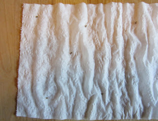 carrot seeds on moistened toilet paper