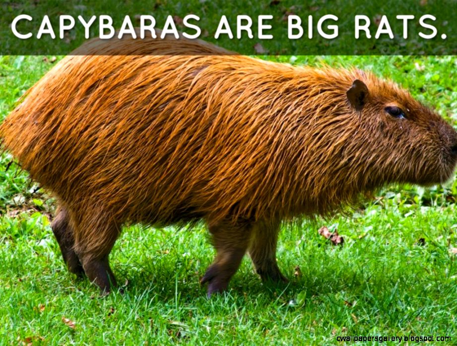 Live Jungle Animals Wallpapers Gallery