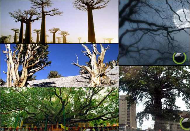 10 Pohon yang paling Keramat di Dunia