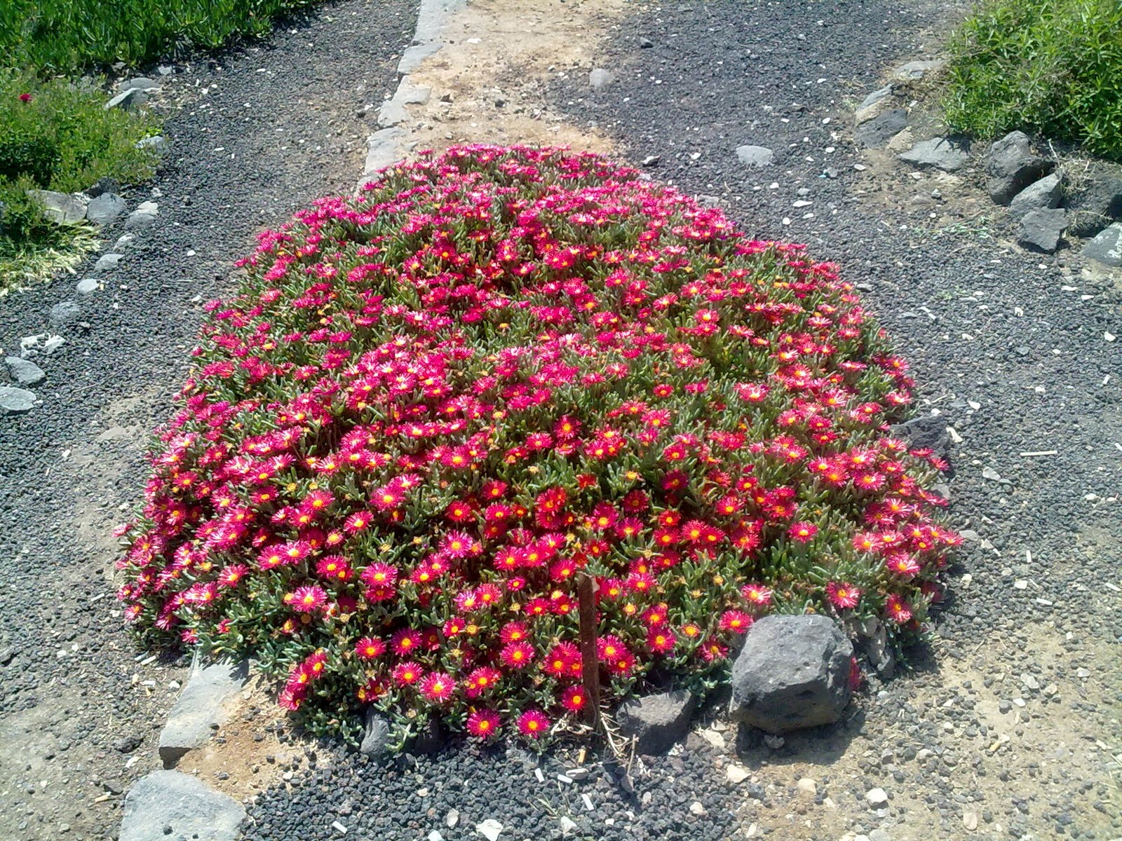 Ol' Big Jim's Place Flora of Jordan