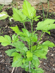 Rose of Sharon - Young second year bushes