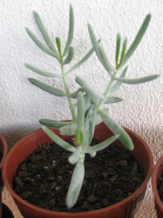 Cotyledon papillaris