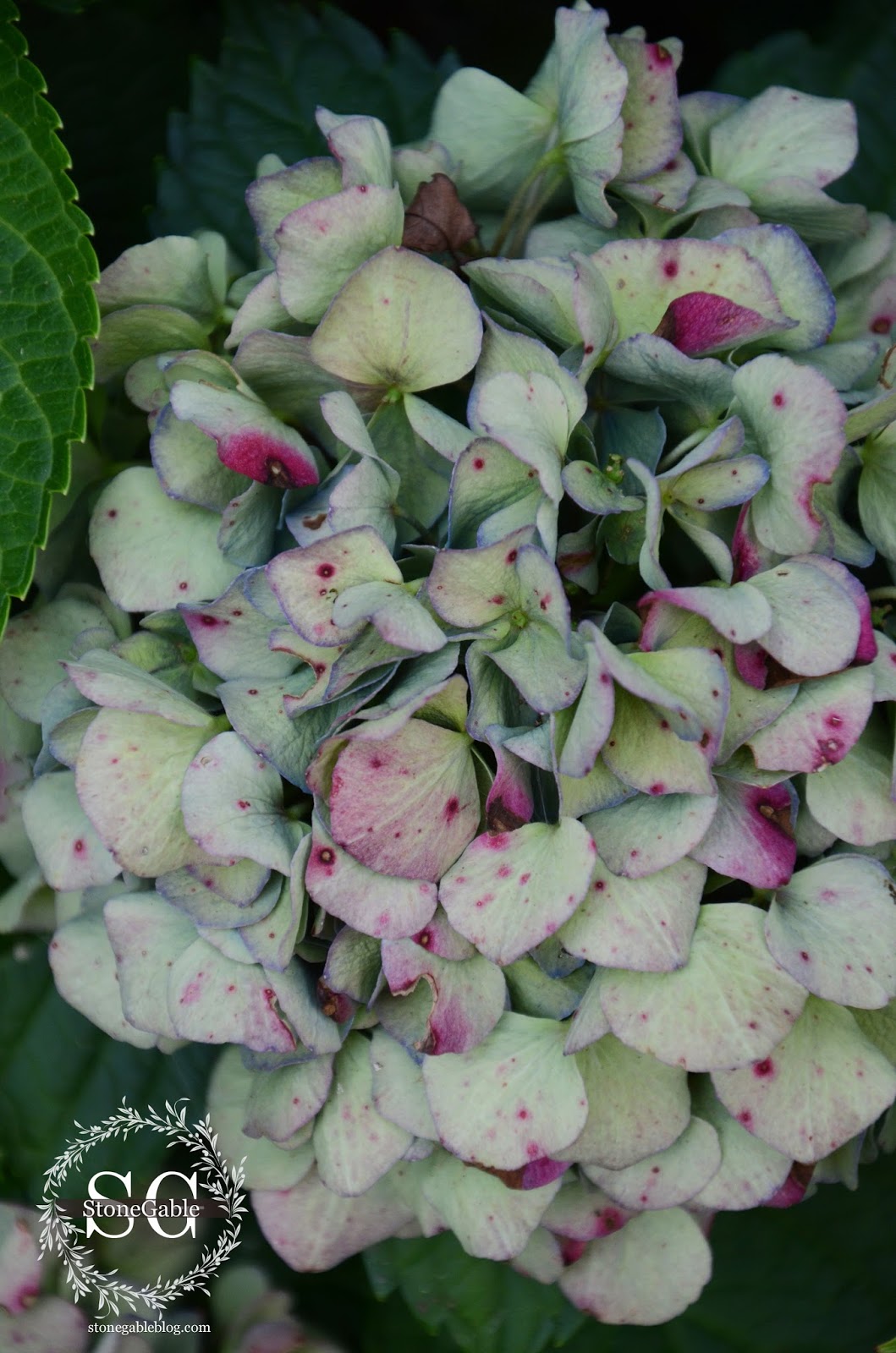 Living The Life In Saint Aignan Hortensias Or Hydrangeas