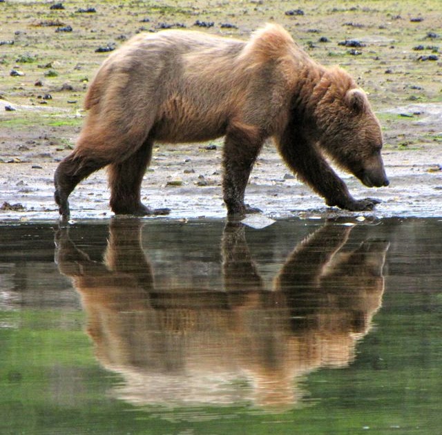 Macgellan Aleutian Islands Grizzly Bears