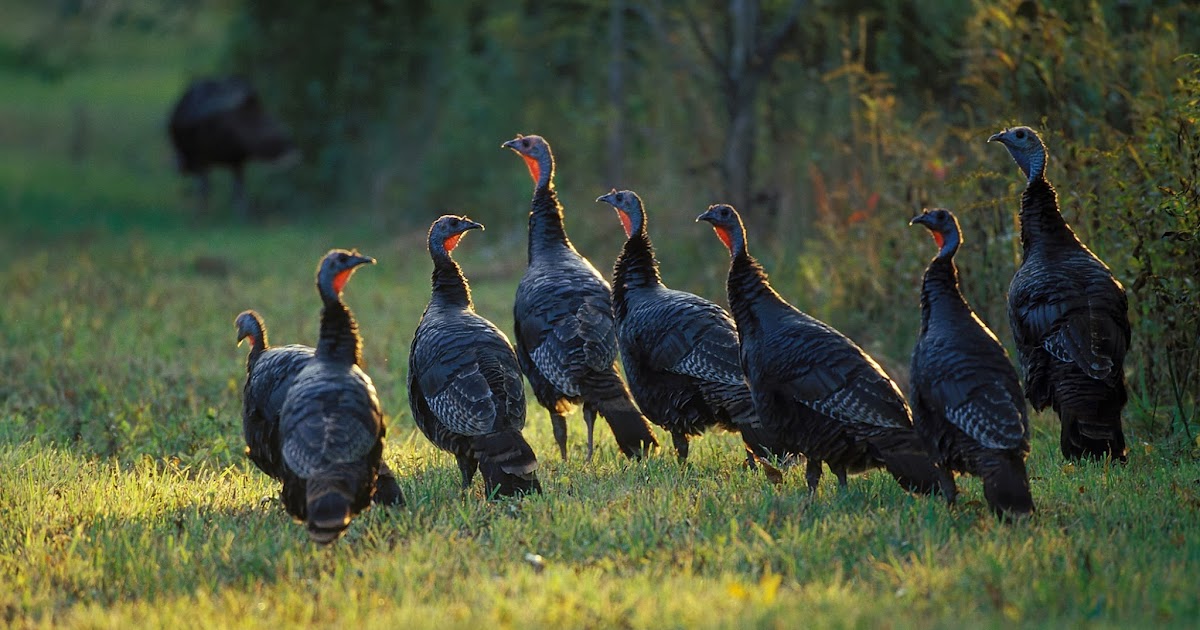 Maynard Life Outdoors and Hidden History of Maynard Wild turkeys in